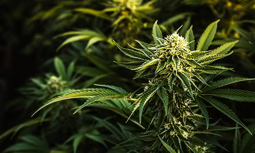 Marijuana stocks